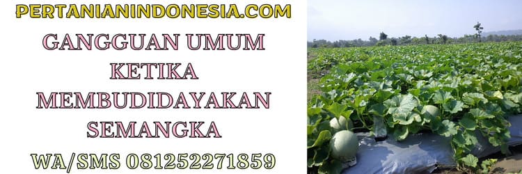 gangguan,umum,budidaya,tanaman,semangka